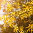 golden-branches-autumn-sunlight - РИА 7 Новостей