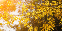 golden-branches-autumn-sunlight - РИА 7 Новостей
