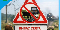 Соблюдайте правила содержания, прогона и выпаса домашнего скота вблизи железной дороги! - Беловский район