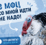 Цыплят по осени считают? - Гатчинская служба новостей