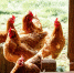 Мать из Краснознаменска просит Беспрозванных разрешить ей больше 10 кур - ИА Русский Запад
