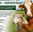 Разъяснения по маркировке и учету сельскохозяйственных животных - Управление ветеринарии КБР