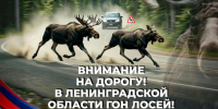 В Ленобласти водителей предупредили об опасности столкновений с лосями - 47Channel.Ru