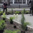 В Саратове на Астраханской высаживают ивы и татарский клён - Провинциальный телеграфъ