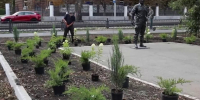 В Саратове на Астраханской высаживают ивы и татарский клён - Провинциальный телеграфъ