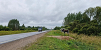 Муляжи лосей появились на Северном обходе Пскова - Pln-Pskov.Ru