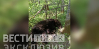 Одной левой: сибиряк отбился от медведя голыми руками под Томском - ГТРК Томск