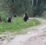 Соцсети - Syktyvkar.1istochnik.Ru