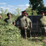За лето донские казаки сожгли в Ростовской области более 40 тонн дикой конопли - Панорама