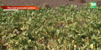 В Пестречинском районе Татарстана после распыления химикатов пострадал урожай - ТРК Татарстан-Новый век