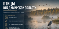 Птицы Владимирской области: среда обитания и особенности видов - Progorod33.Ru
