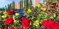 Навстречу Дню города. Городские цветы. - Администрация МО Курчатов