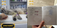 Эксперт Любимова посоветовала сдавать анализы питомцев перед ежегодной вакцинацией - M24.Ru