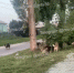 В воронежском микрорайоне Масловка у школы появилась стая бродячих собак: видео - РИА Воронеж