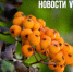 Сегодня во Владивостоке без осадков и до +26 °C - NewsVl.Ru