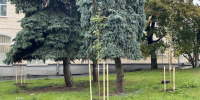 Высадка деревьев - InformPskov.Ru