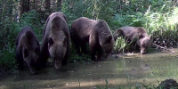 Четырех опасных медведей застрелили под Красноярском за одну ночь. Фото: Национальный парк «Шушенский бор» - Седьмой канал