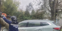 В Калуге дерево упало на припаркованную машину - Калужский перекрёсток