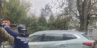 В Калуге упавшее дерево повредило автомобиль - Комсомольская Правда