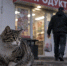 Кота забили у магазина на глазах у ребенка. Живодеру отмерили 2,5 года - SyasNews.Ru