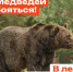 В лес не ходить! Там медведи! - Туруханский район