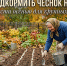 Чем подкормить чеснок на зиму: что внести осенью для крупных головок - Yalutorovsk.Online