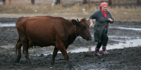 В Алтайском крае выросли надои молока Фото №1 - Алтайская правда