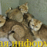 Костромичам рассказали, почему бедолаг из кошачьего концлагеря пока нельзя забрать - K1News.Ru