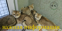Костромичам рассказали, почему бедолаг из кошачьего концлагеря пока нельзя забрать - K1News.Ru