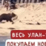 Медведь вышел на пляж с отдыхающими в Горячинске - Infpol.Ru