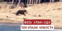 Медведь вышел на пляж с отдыхающими в Горячинске - Infpol.Ru