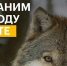 Стартовал конкурс экологических проектов Президентского фонда природы с грантовым фондом 1 млрд рублей - Местное время