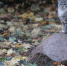 Фото: ПАИ - InformPskov.Ru