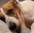 Не хочется жить с валиком для одежды в руках: 5 пород собак с минимальной линькой - Prochepetsk.ru