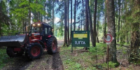 Работы по санитарной очистке леса продолжаются - Городской округ Ступино