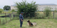 Ульяновские овчарки прошли проверку - Комсомольская правда