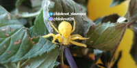 Необычного желтого паука обнаружили в Ставрополе - Bloknot-Stavropol.Ru