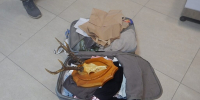 В Волгограде турист задержан на таможне из‑за черепа косули - ИА Волга-Каспий