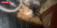 ДТП в Пскове на Рижском проспекте произошло из-за плохого самочувствия водителя ВАЗа - InformPskov.Ru