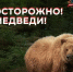 Информация о выходах медведей в городскую черту - Администрация г. Петропавловск-Камчатский