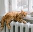 editing_result_ce4c3cbfaa5e11f1b5ec5e732f650a98_1 - NeruLife.Ru