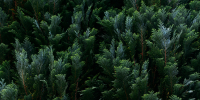 image - GazetaRB.Ru