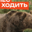 -- В лес не ходить! Там медведи!. - Козульский район