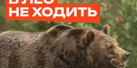 -- В лес не ходить! Там медведи!. - Козульский район