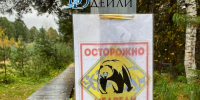Все ООПТ в Бурятии закрывают из-за непредсказуемых медведей - ИА Байкал-Daily