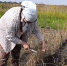 На Куликовом поле собрали 100-летнюю пшеницу - ТК Первый Тульский