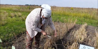 На Куликовом поле собрали 100-летнюю пшеницу - ТК Первый Тульский