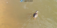 На осенней реке в Улан-Удэ заметили упитанных уточек - ИА Байкал-Daily