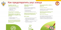 Второй пик активности клещей - Роспотребнадзор