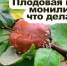 Рекомендации садоводам: как защитить урожай от плодовой монилиоза - Урванский муниципальный район